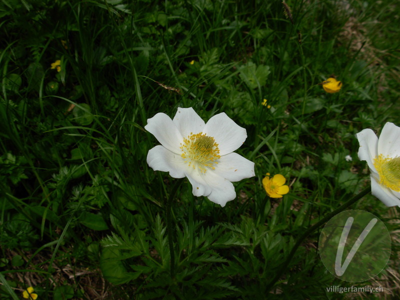 Weisse Alpen-Anemone: Übersicht